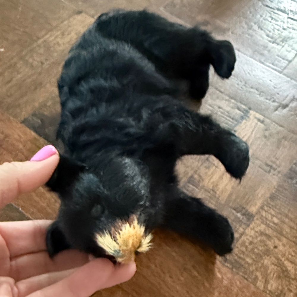 Vintage black bear real fur - Picture 3 of 7